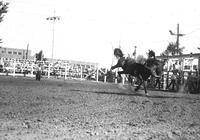 [Unidentified Cowboy fights to maintain his position on bucking bronc]