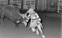 Rodeo clown David Burnham Bull fighting