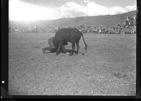 Howard Kunz Steer Wrestle