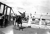 [Unidentified cowboy leaving steer in front of chutes]