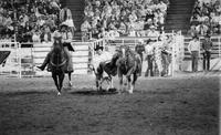 Harrison Halligan Steer wrestling