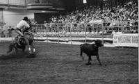 Robin Harrison Calf roping