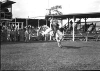 [Unidentified Cowboy riding bronc]