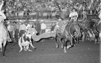 Tod Fox Steer wrestling, 5.7 Sec