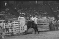 Randy Olson on Bull #51