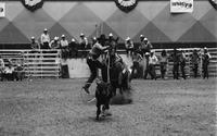 Warren Hogg Calf roping