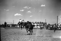 [Unidentified Cowboy leaving Saddle Bronc feet first]