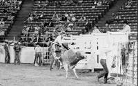 Doc Walker on Bull #1