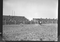 Gordon Davis Calf Roping