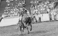 Ervin Williams on Wild Man