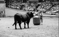 Unidentified Rodeo clowns fighting Tuff Stuff