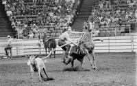 Bill Ransom Calf roping