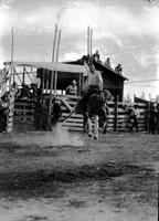 [Unidentified cowboy atop bucking bronc]