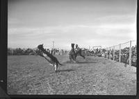 Gordon Davis Calf Roping