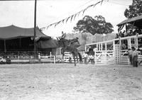 [Unidentified Cowboy on bronc attempting to maintain ride]