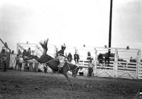 [Unidentified cowgirl wearing wooly chaps and riding bronc]