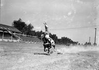 [Unidentified Cowboy doing Shoulder Stand off neck of galloping horse]