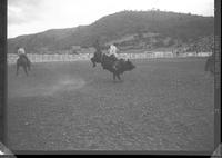 Gus Bartley on a Bull