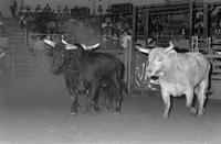Bulls at Chutes Barrel racing