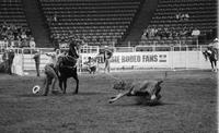 Alan Jones Calf roping