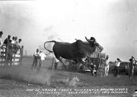 One of Homer Todd's Nice, Gentle Brahma Steers, Okla. Free State Fair Muskogee