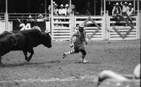 Rodeo clown Leon Coffee Bull fighting