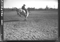 Bill Holmes on a Brahma
