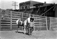 [Midget cowboy standing beside tiny pony]