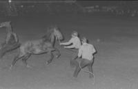 Wild Horses race