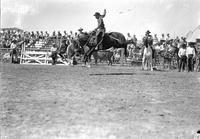 [Unidentified Cowboy riding bronc as pickup men on horses look on]