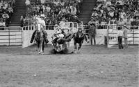 Todd Jerrett Steer wrestling