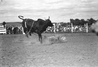 [Unidentified fallen cowboy near Brahma steer]