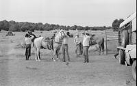 Horses & Cowboys