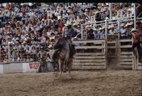 Kenny Wilcox on Bull #22