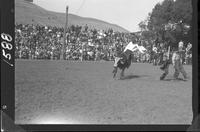 Frank Mendes on a Brahma