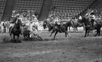 Steve Mindeman Steer wrestling