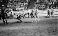 Unidentified Steer wrestler