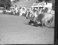 Homer Holcomb Bullfighting