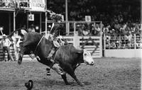 Sally Montville on unknown Bull, Girls Bull riding
