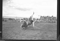Buddy Miladinooich off #9