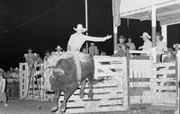 Danny Williams on Bull #5