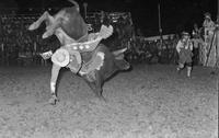 David Toole on Bull #512
