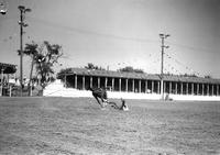 [S.A. York on his back with legs spread in the dirt as his mount "Midget" gallops away]