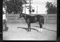 Dan Poore's Horse without Halter