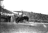 [Unidentified Cowboy riding and staying with Saddle Bronc with Grandstand in background