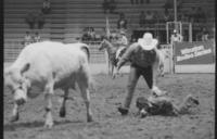 Wild Cow milking