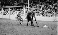 Rodeo clown Mike Horton Bull fighting