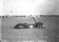 Shorty Kelso Bulldogging Time 15 sec. Cheyenne, Wyo.