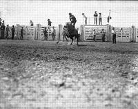 [Unidentified Hatless cowboy riding bareback bronc like a surfboard in front of chutes]