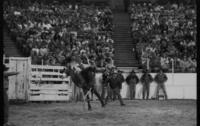 Kent Crough on Brown Bomber
